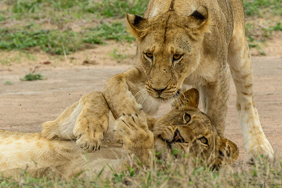 Lion Cubs at Play