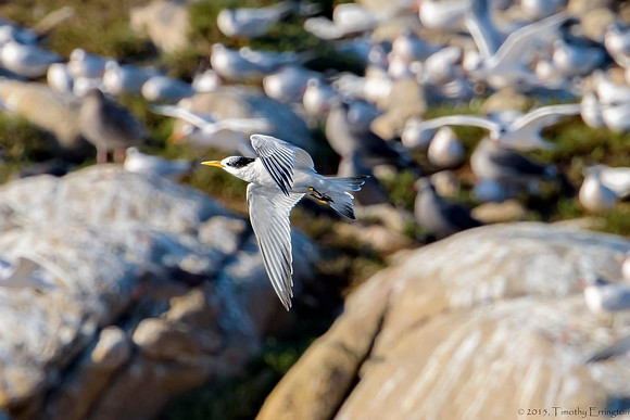 Elegant Tern