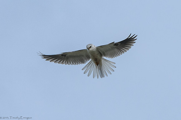 White Tailed Kite