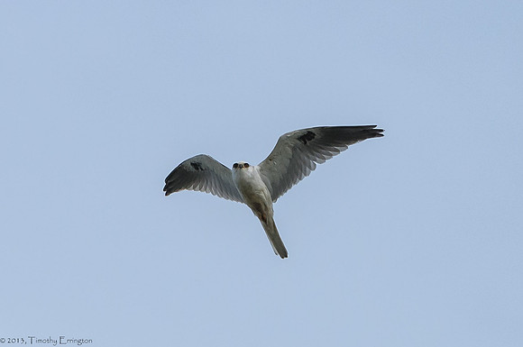 White Tailed Kite