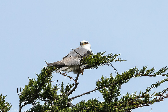 White Tailed Kite