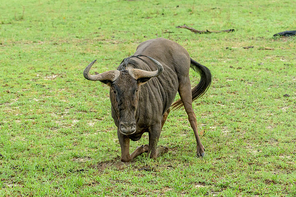 Wildebeest