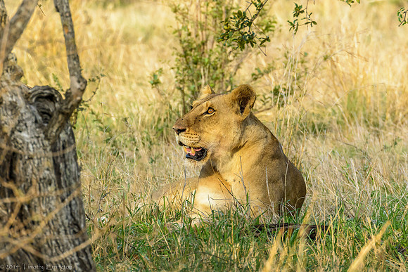 Lions with Kill