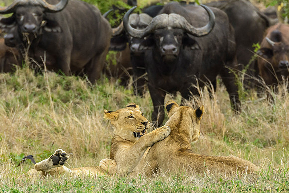 Lions Stalking Cape Buffalo