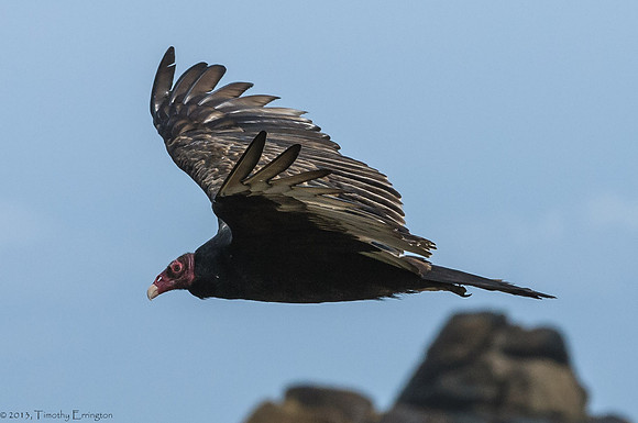 Turkey Vulture