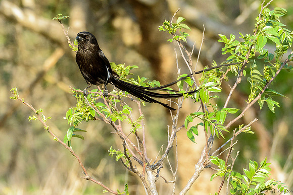 Magpie Shrike