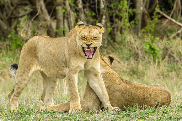 Lions Taking a Break from Stalking Cape Buffalo