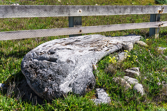 Driftwood