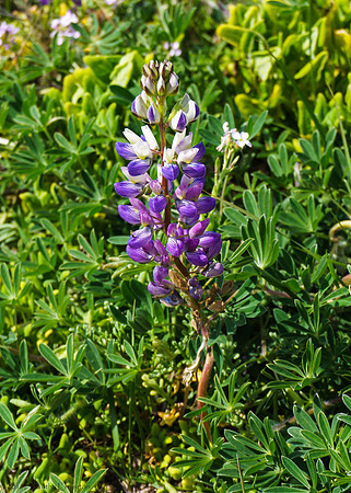 Spring Flowers