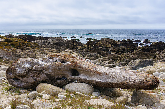 Driftwood