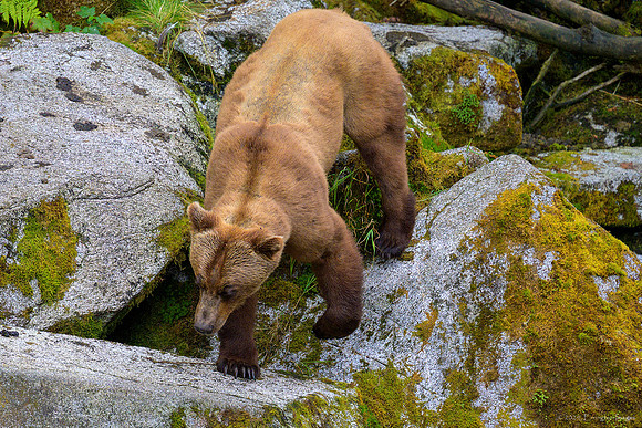 Alaska 2024