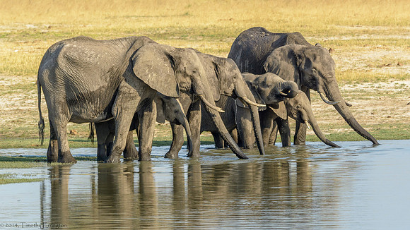 Elephant at Water Hole