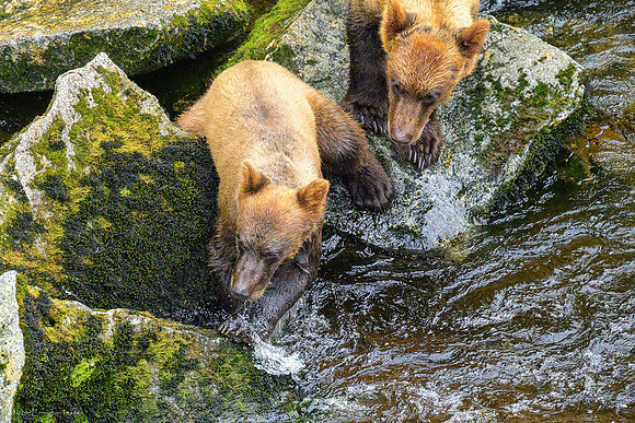 Alaska 2024