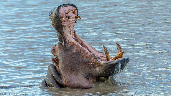 Hippo