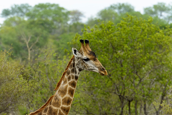Giraffe