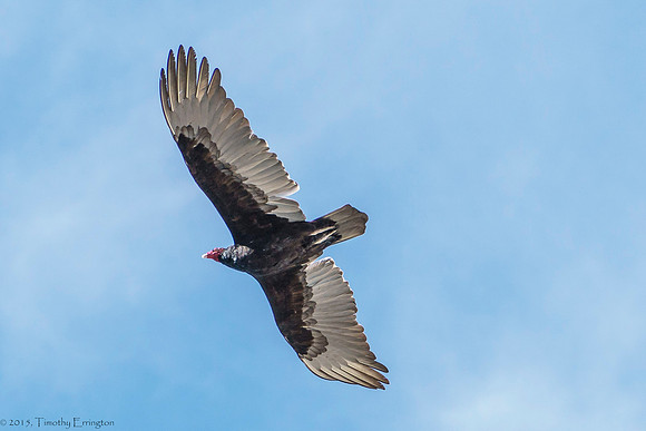 Turkey Vulture