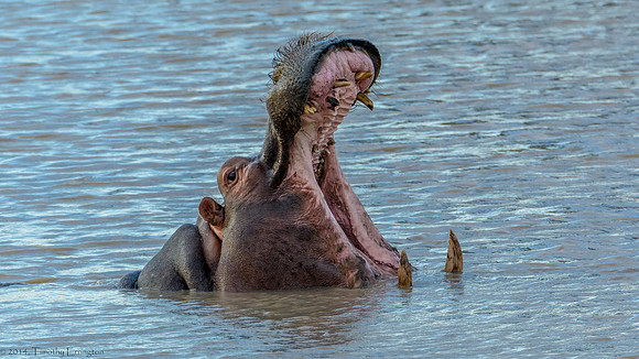 Hippo