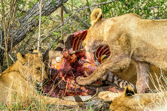 Lions with Kill