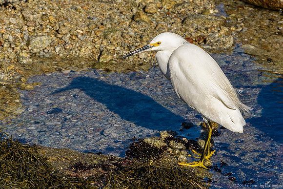 Snowy Egret