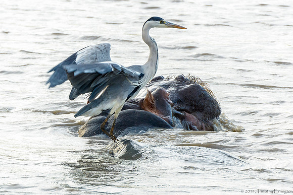 Hippo and Gray Heron