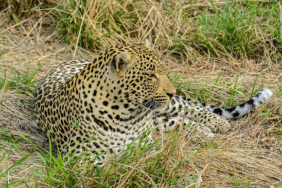 Male Leopard