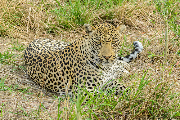 Male Leopard