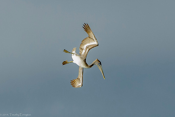 California Brown Pelican
