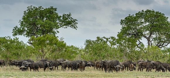 Cape Buffalo