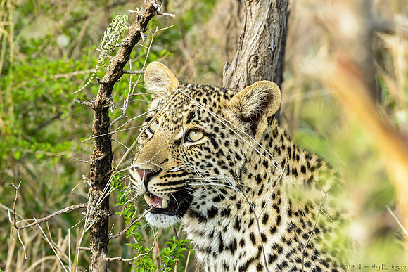 Male Leopard Cub Toying with a Chameleon