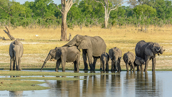 Elephant at Water Hole