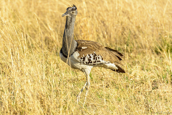 Kori Bustard