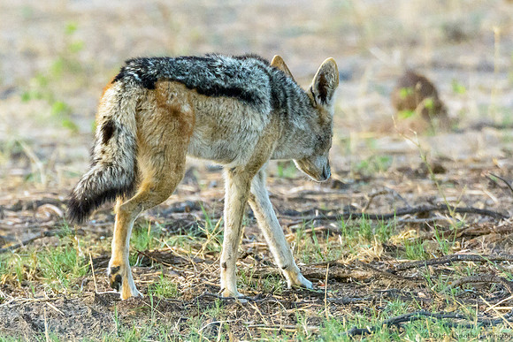 Black Backed Jakal