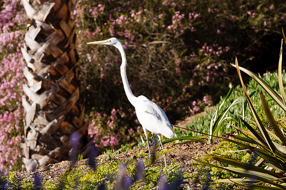 Great Egret