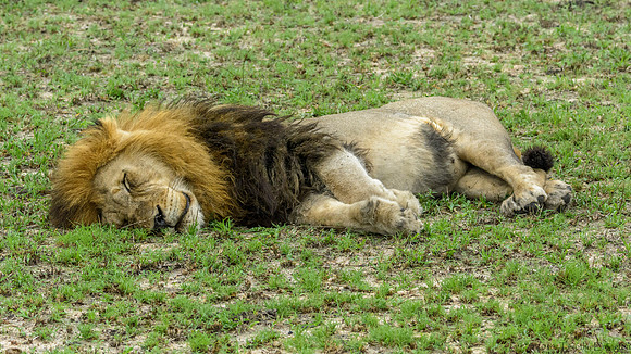 Male Lion Still Chillin'