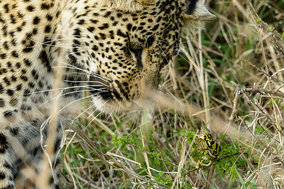 Male Leopard Cub Toying with a Chameleon