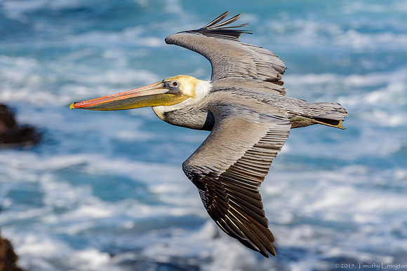 Brown Pelican