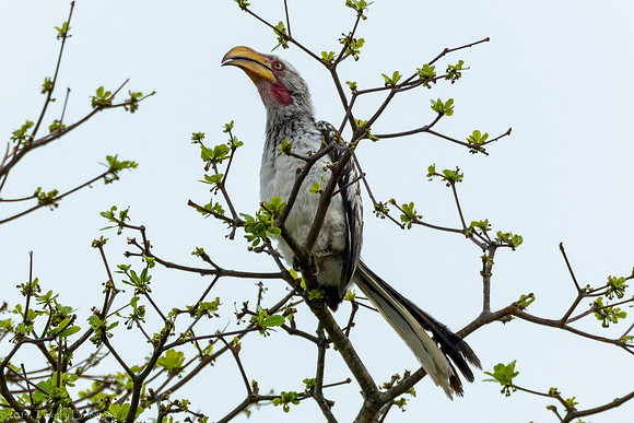 Southern Yellow-Billed Hornbill