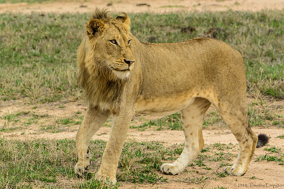 Young Male Lion