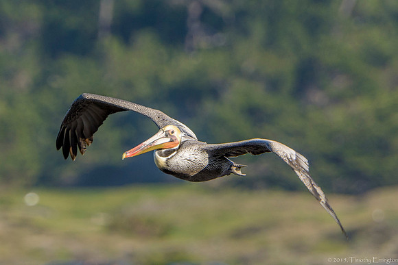 Brown Pelican