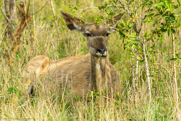 Waterbuck