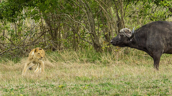 Lions Stalking Cape Buffalo
