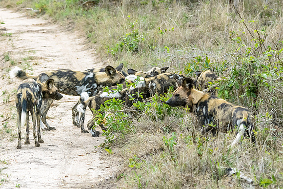 African Painted Dog