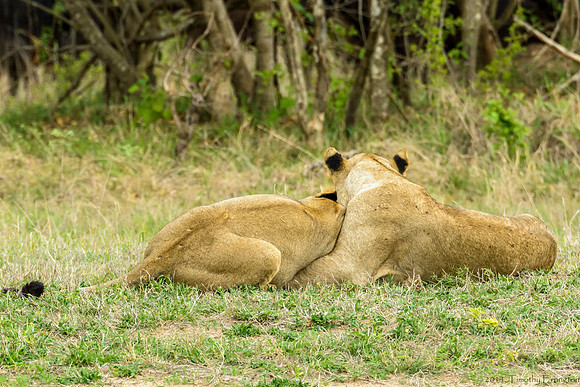 Lions Taking a Break from Stalking Cape Buffalo