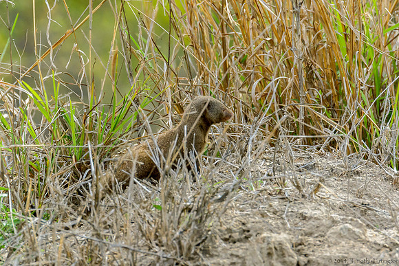 Dwarf Mongoose