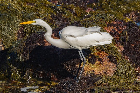 Great Egret