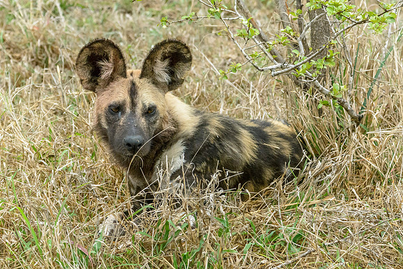 African Painted Dog