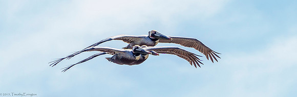California Brown Pelican