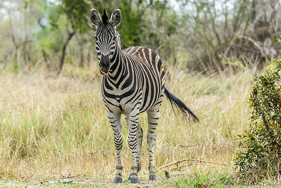 Zebra