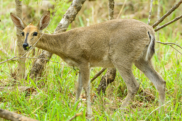 Bushbuck