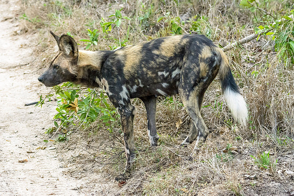 African Painted Dog